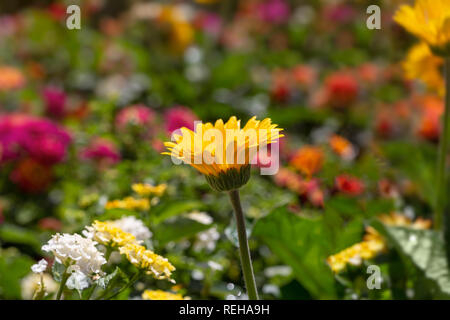 Gerbera daisy 'Sweet Smile" Foto Stock