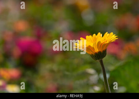 Gerbera daisy 'Sweet Smile" Foto Stock