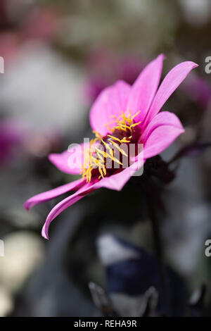 Dahlia 'Happy Days' Foto Stock