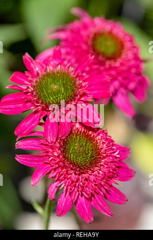 Echinacea 'Cara Mia Rose' Foto Stock