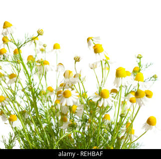 Chamomiles isolati su sfondo bianco Foto Stock