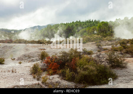 Paesaggio con fumanti sorgenti calde in Wai-O-Tapu, Isola del nord, Nuova Zelanda. Foto Stock