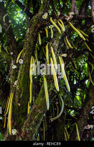 Una bella foto della lunga rastremazione sagomata di frutti di una candela tree (Parmentiera cereifera) nel centro cittadino di San Jose Foto Stock