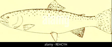 . Columbia River e allo sviluppo della pesca programma. Pesca di fiume Columbia.. Salmone Chum (Oncorhynchus keta). -R^^T^^r v&LT;?; Steelhead Trote (Salmo gairdnerii) Sea-Run Tagliagole Trote (Salmo clarki). Si prega di notare che queste immagini vengono estratte dalla pagina sottoposta a scansione di immagini che possono essere state migliorate digitalmente per la leggibilità - Colorazione e aspetto di queste illustrazioni potrebbero non perfettamente assomigliano al lavoro originale. Stati Uniti. National Marine Fisheries Service. [Washington, D. C. ] : U. S. Dipartimento di Commercio, National Oceanic and Atmospheric Administration, National Marine Fisheries Service Foto Stock