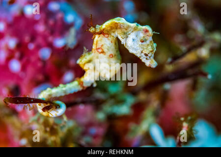 Di Pontoh cavalluccio marino pigmeo, Hippocampus pontohi, Bitung, Lembeh strait, Sulawesi, Celebes Mare, Indo-pacifico, Indonesia Foto Stock