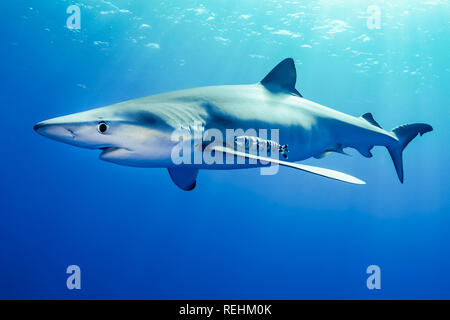 Blue Shark, Prionace glauca, Condor banche, Faial, Pico, Oceano Atlantico, Azzorre, Portogallo Foto Stock