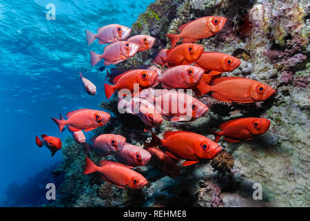 Sciame di Popeye Catalufa Soldierfish, Pristigenys serrula, Makadi Bay, Egitto, Mar Rosso Foto Stock