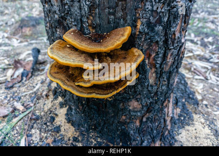Bosco autunnale di funghi su un ceppo di albero nella foresta maple Foto Stock