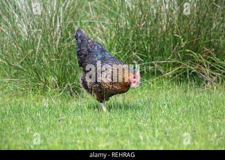 Galli e galline (Gallus gallus), un uovo che posa ibrido. Qui una vita libera-compresa la vita, rovistando tra il verde di prati pascolo. ​ Foto Stock