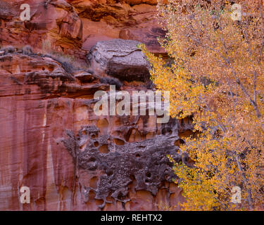 Stati Uniti d'America, Utah, parco nazionale di Capitol Reef, Colore di autunno Fremont pioppi neri americani e colorato, arenaria erosa; vicino a Fremont River. Foto Stock