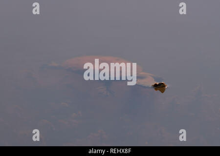 Collo lungo turtle chelodina oblonga colpo di testa sporgente di acqua fside vista con corpo in vista sotto l'acqua Valle di Avon Australia occidentale Foto Stock