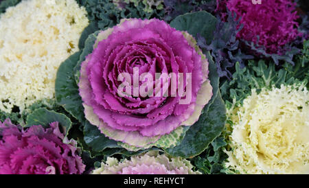 Primo piano della viola e bianco cavolo ornamentali fiori. Foto Stock