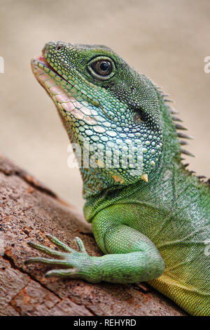 Acqua cinese dragon - Physignathus cocincinus Foto Stock