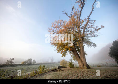 I Paesi Bassi, 's-Graveland, 's-Gravelandse Buitenplaatsen. Rurale Boekesteyn station wagon. Colori dell'autunno. Foto Stock