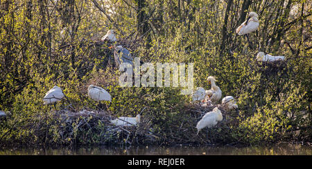 Paesi Bassi, Rhenen, riserva naturale Blauwe Kamer. Island, luogo di allevamento per spatole, cormorani e aironi blu. Foto Stock
