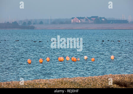 I Paesi Bassi, Battenoord, frazione sull'isola Goeree-Overflakkee, lago chiamato Grevelingenmeer. Luogo di svernamento per fenicotteri. Foto Stock