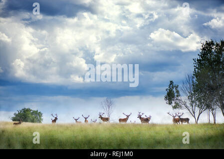 Bella giovane e adulto mulo cervo bucks (cervus elaphus) allevamento con crescente palchi nel prato sulla spettacolare tempesta di pioggia, sfondo con cielo nuvoloso. Foto Stock