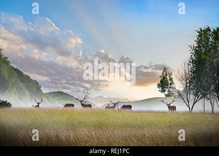 Bella giovane e adulto mulo cervo bucks (cervus elaphus) allevamento con crescente palchi nel prato sul drammatico tramonto o l'alba sfondo con m Foto Stock