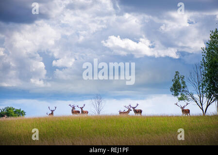 Bella giovane e adulto mulo cervo bucks (cervus elaphus) allevamento con crescente palchi nel prato sulla spettacolare tempesta di pioggia, sfondo con cielo nuvoloso. Foto Stock