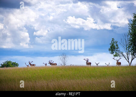 Bella giovane e adulto mulo cervo bucks (cervus elaphus) allevamento con crescente palchi nel prato sulla spettacolare tempesta di pioggia, sfondo con cielo nuvoloso. Foto Stock