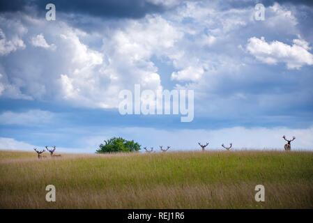 Bella giovane e adulto mulo cervo bucks (cervus elaphus) allevamento con crescente palchi nel prato sulla spettacolare tempesta di pioggia, sfondo con cielo nuvoloso. Foto Stock