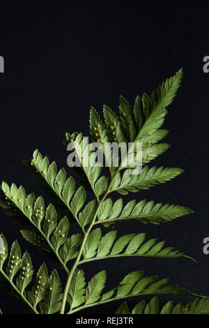 Bella foglia verde di una felce intorno a uno sfondo scuro con copia spazio. La disposizione naturale Foto Stock