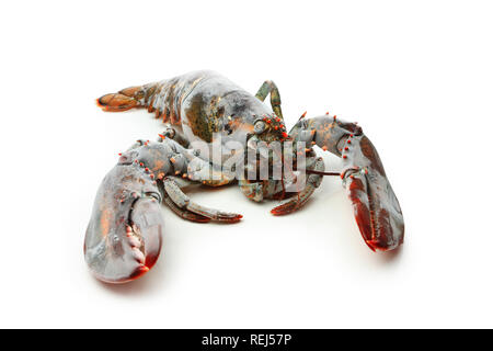 Aragosta congelata, isolato su bianco Foto Stock
