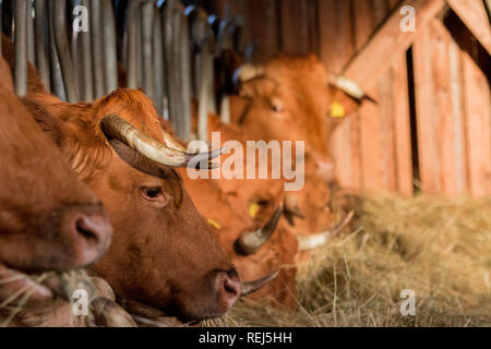 Glanrinder stallo im Foto Stock