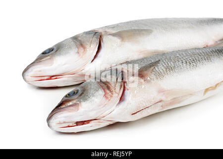 Spigola pesce, isolato su bianco Foto Stock