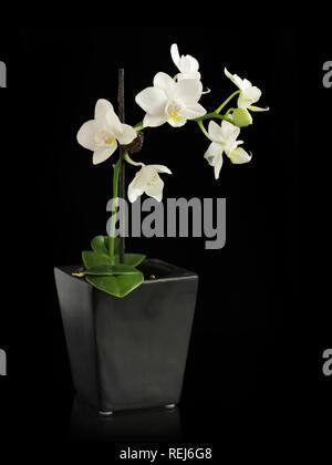 Orchidea in miniatura in pot nero, isolato su nero Foto Stock