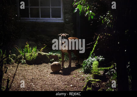 Cane boxer in piedi sopra la sfera nel giardino illuminato dalla luna, Foto Stock
