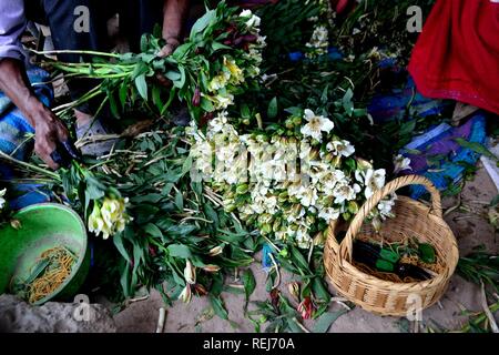 Harvest Astromelias gigli - comunità contadina in Humacchuco - Parco Nazionale HUASCARA. Dipartimento di Ancash.PERÙ Foto Stock