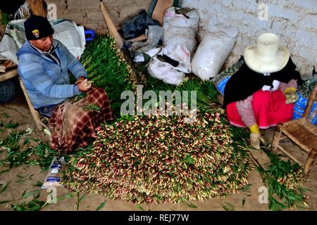 Harvest Astromelias gigli - comunità contadina in Humacchuco - Parco Nazionale HUASCARA. Dipartimento di Ancash.PERÙ Foto Stock