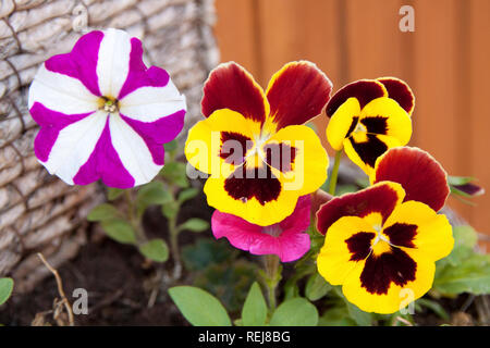 E Petunia Pansies nel cestello pendenti Foto Stock