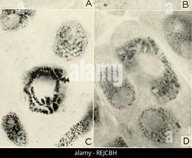 . Colchicine in agricoltura, medicina, biologia e chimica. Colchicine; colchicina. Fig. 3.7-Allium root cellule trattate con colchicina. A. cruciforme c-coppie associate attorno al mandrino di sostanza. Nella parte inferiore del gruppo una coppia è completamente separata in c-ana- fase. La temporizzazione di separazione è sconvolto come pure in ritardo. B. C-coppie di bracci completamente respinto. Una luce, area non colorate circonda il cromosoma. C. cromosoma ritornando all'interfase; dechromatization si è verificato. Quadro cromosomico associato con la centrale di sostanza. D. Una restituzione amoeboid nucleo attorno il pseudospindl Foto Stock