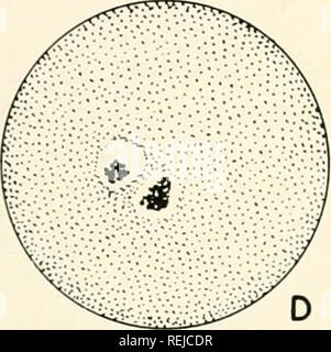 . Colchicine in agricoltura, medicina, biologia e chimica. Colchicine; colchicina. . Si prega di notare che queste immagini vengono estratte dalla pagina sottoposta a scansione di immagini che possono essere state migliorate digitalmente per la leggibilità - Colorazione e aspetto di queste illustrazioni potrebbero non perfettamente assomigliano al lavoro originale. Eigsti, O. J. (Orie Giacobbe), 1908-; Dustin, Pierre. Ames, Iowa State College Press Foto Stock