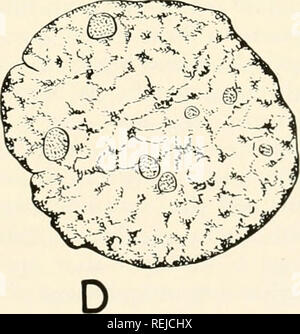 . Colchicine in agricoltura, medicina, biologia e chimica. Colchicine; colchicina. Fig. 2.9-fasi di recupero di arrestato prophases in cellule epidermiche di Siredon dopo trattamento della colchicina. (Confrontare con la Fig. 2.2A). Cospargere Acetocarmine. A. Lieve rigonfiamento- ing dei cromosomi che hanno conservato la loro disposizione prophasic. B, C. un graduale allentamento del materiale cromatica dei cromosomi simili: catachromasis. D. resti- Istituto nucleo, formata dalla fusione dei cromosomi gonfie, che è già evidente in C. (Dopo Ries). Si prega di notare che queste immagini vengono estratte dalla scansione p Foto Stock