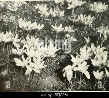 . Colchicine in agricoltura, medicina, biologia e chimica. Colchicine; colchicina. 4 La colchicina è stato a loro disposizione. Tali phints potrebbe avere servito loro intrighi e previsti mezzi lor l'eliminazione ot di concorrenti o di persone condannate per reati. 1.2: studi botanici del Colchicum da Dioscoride al ventesimo secolo e gli investigatori nella terra della Colchide, lungo il Mar Nero, un autunno-fioritura di crocus come pianta avviene in abbondanza (Fig. 1.1). Dioscoride primo secolo botanico-medico, conosceva questo particolare specie da osservazioni personali nella zona o attraverso rep Foto Stock