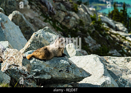 La marmotta sulle rocce Foto Stock