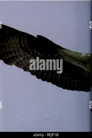 . Coast Watch. Risorse Marine; oceanografia; gestione delle zone costiere; ecologia costiera. Il naturalista NOTEBOOK Il Osprey: la conservazione di una storia di successo un da Pam Smith J- nidi vanno, questo è no archi- tectural capolavoro. Sembra che siano stati costruiti alla rinfusa da manovali. Bastoni e ramoscelli sporgono oltre la piattaforma che tops un 35-piede polo utilità presso la North Carolina Aquarium sull Isola Roanoke. Ancora, l'aspetto può essere ingannevole. Una coppia di falchi pescatori ha chiamato a casa per più di due decenni. E il nido-costruito di strettamente tessuto materiali - ha resistito a vento, meteo e Foto Stock