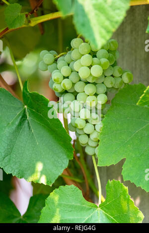 Fascicolo uva verde tra le foglie. Ramo di vite con racemules di uva verde Foto Stock