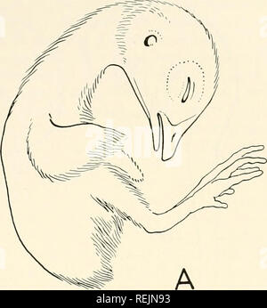 . Colchicine in agricoltura, medicina, biologia e chimica. Colchicine; colchicina. &Gt;-^N-,. Si prega di notare che queste immagini vengono estratte dalla pagina sottoposta a scansione di immagini che possono essere state migliorate digitalmente per la leggibilità - Colorazione e aspetto di queste illustrazioni potrebbero non perfettamente assomigliano al lavoro originale. Eigsti, O. J. (Orie Giacobbe), 1908-; Dustin, Pierre. Ames, Iowa State College Press Foto Stock