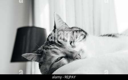 Estremamente cute cat sonno profondo sulla bianca coperta di lana su una calda giornata di primavera calma e tranquillità concetto leggermente aperto gli occhi Foto Stock