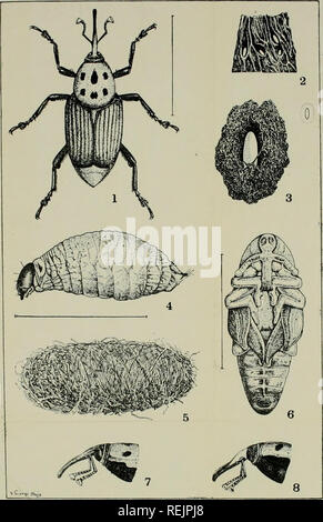 . Piantatrice di noce di cocco è manuale. Il Ferguson "tutti circa la palma da cocco" (Cocos nucifera). Il trattamento della storia e la coltivazione, la chimica e la fisiologia del palm, e circa i suoi prodotti commerciali. . Curculione rosso. 1, adulto. 3. Uova m picciolo. 3, Eggafenlargbil). 4, Full-cresciuta la 7, Heu.l della femmina. B, Capo del maschio. 5, Cocoon, ti, Pupa.. Si prega di notare che queste immagini vengono estratte dalla pagina sottoposta a scansione di immagini che possono essere state migliorate digitalmente per la leggibilità - Colorazione e aspetto di queste illustrazioni potrebbero non perfettamente assomigliano al lavoro originale. Ferguson, John, 1842-1913. Foto Stock