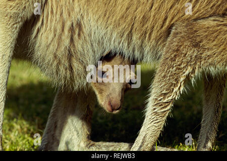 Carino e divertente fotografia di kangaroo joey spiata da pelliccia sacca di sua madre Foto Stock