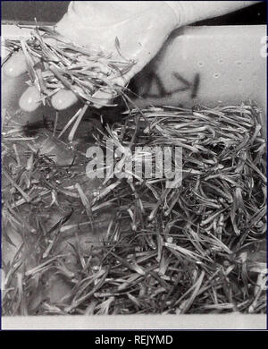 . Coast Watch. Risorse Marine; oceanografia; gestione delle zone costiere; ecologia costiera. Analisi di DNA è in grado di raccontare i ricercatori la gamma di diversità genetica tra mare di avena in un luogo e in corrispondenza di siti a centinaia di chilometri di distanza. Radicata mare avene sono pronti per la serra, dove crescono di circa un piede di altezza prima di essere piantato nel campo. da dune sani piuttosto che tirare fino a piante mature e spostarli in una diga- area invecchiato. I semi sono germinati e cresciuto a circa un piede in altezza prima di essere collocati su dune. Queste piante sono di solito non clonato, ma a volte la loro sparare i cluster sono Foto Stock