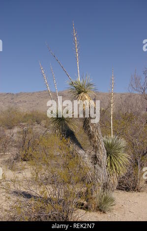 Joshua tree (Yucca brevifolia) in Arizona Foto Stock