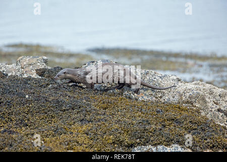 Lontra (Lutra lutra). Pelage pelliccia, arrivando a "V" ha sottolineato i gruppi si è conclusa, aiutando lo spargimento di acqua. Mobile al di sopra della vescica Wrack alghe brune e Acorn Barnacles.​ Foto Stock