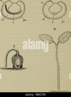 . La classificazione delle piante in fiore. Piante. 128 piante di flowering [CH. La pianta adulta illustra innumerevoli gradazioni da uno stato thalloid, come nel sommerso acqua tropicale-erbe formando l'ordine Podostemaceae, o in un grado inferiore di lenticchie d'acqua (Lemna), alla foresta-tree, che in Australia le gengive blu (Eucalipto) può raggiungere una altezza di 400 a 500 piedi. Un B. Fig. 50. Galium aparine. A. longitudinale, B. sezione trasversale delle sementi, x8; e, embrione; pc, pericarpo; t, testa; en, endosperma; m, micropyle. C. la germinazione, x 4. D. La piantina, x 2. Da Lubbock. I fasci vascolari del fusto sono Foto Stock