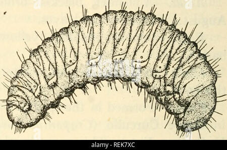 . Libro di classe economica di entomologia. Insetti nocivi e benefici. [Dal vecchio catalogo]; insetti; gli insetti. Fig. 217.-fragola curculione root (Otiorhynchus ovatus) e il suo grub. Treherne, Bui. 8, Div. Ent., Dept. Agric, Can.) {dopo la larva.-Un piccolo white grub % pollice lungo; si nutre di radici di paglia- berry, trifoglio, Timoteo, rabarbaro, rumex; dura circa 7 mesi. Gli inverni in parte coltivati. Pupa.-da quattro a otto pollici al di sotto della superficie; dura da 21 a 24 giorni. Maggio-giugno. Controllo.-rotazione delle colture come a due e tre anni di piantagioni a soffrire di più; attenta coltivazione; la coltivazione di varietà adatte; uso di chicke Foto Stock